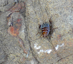 Temnopteryx phalerata