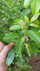 Pterophylla samoensis