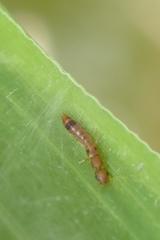 Astenus maculipennis