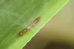 Astenus maculipennis