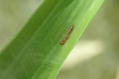 Astenus maculipennis