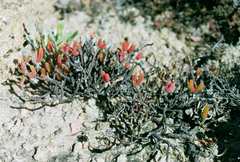 Dicrocaulon ramulosum