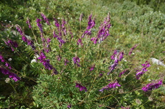 Hedysarum theinum