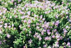 Drosanthemum luederitzii