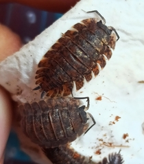 Trachelipus nodulosus