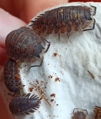 Trachelipus nodulosus