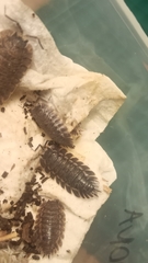Trachelipus nodulosus