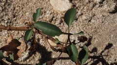 Penstemon clevelandii clevelandii