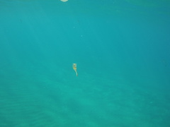 Sepioteuthis lessoniana