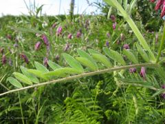 Vicia benghalensis
