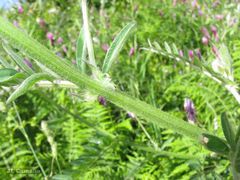 Vicia benghalensis