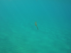 Sepioteuthis lessoniana