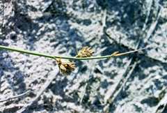 Cladoraphis cyperoides