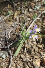 Babiana patula