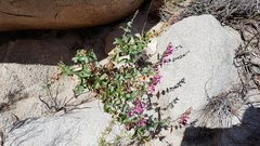 Penstemon clevelandii clevelandii