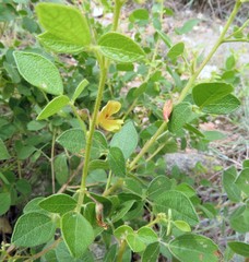 Rhynchosia suaveolens