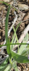 Babiana patula
