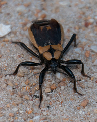 Ectrichodia crux
