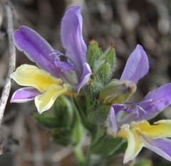 Babiana patula
