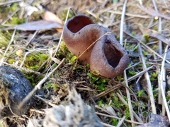 Peziza thozetii