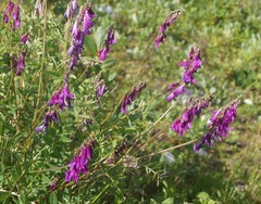 Hedysarum theinum