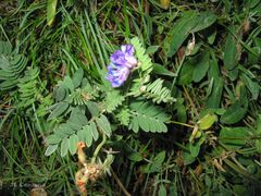 Vicia orobus