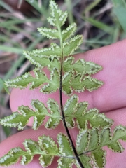Cheilanthes capensis