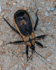 Ectrichodia crux