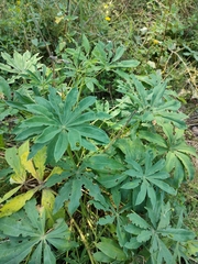 Lupinus polyphyllus