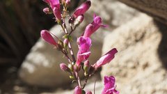Penstemon clevelandii clevelandii