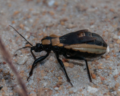 Ectrichodia crux