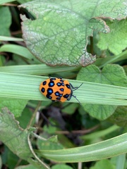 Poecilocoris druraei