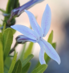 Cyphia volubilis volubilis