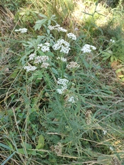 Achillea
