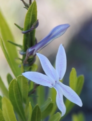 Cyphia volubilis volubilis