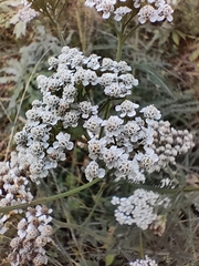 Achillea