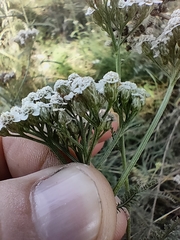 Achillea