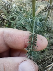 Achillea