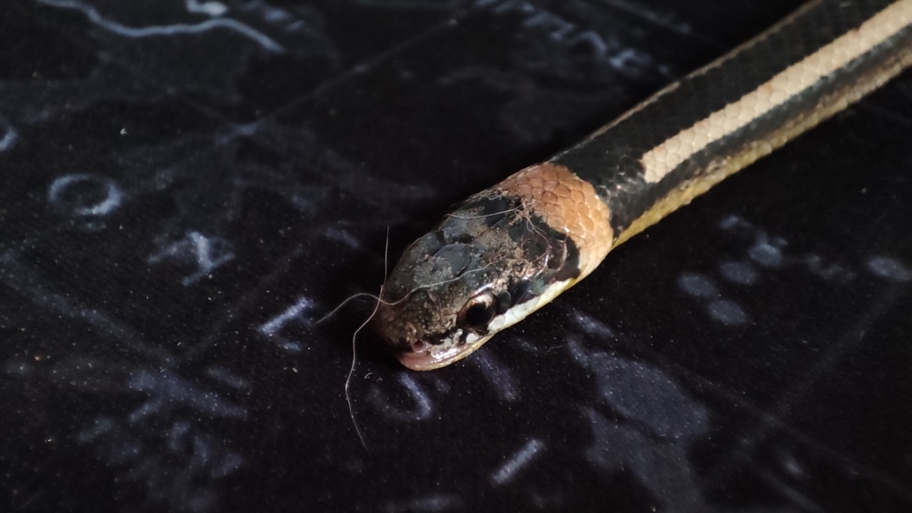 Striped Black-headed Snake