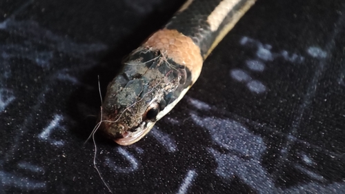 Boie's Many-tooth Snake