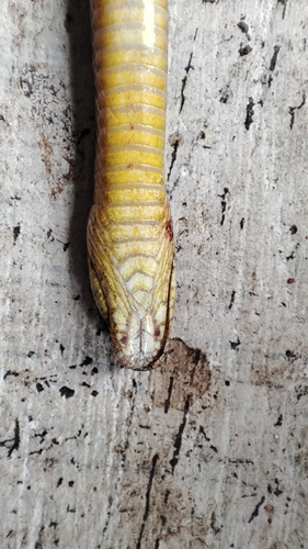 Boie's Many-tooth Snake