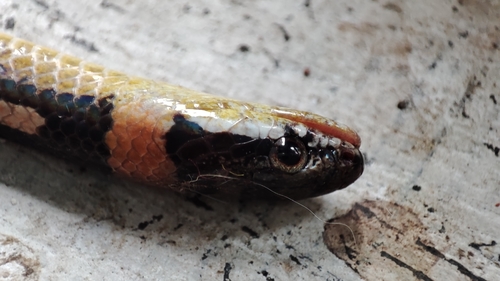 Boie's Many-tooth Snake