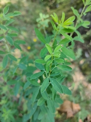 Chamaecytisus ruthenicus