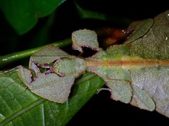 Pulchriphyllium bioculatum
