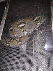 Malayopython reticulatus