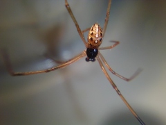 Latrodectus geometricus