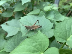 Phlaeoba angustidorsis