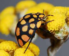 Steganocerus multipunctatus