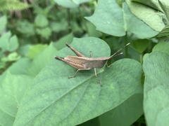 Phlaeoba angustidorsis