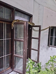 Malayopython reticulatus